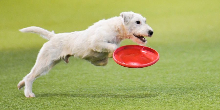 Bei Hundespielzeug sollte auch auf die passende Grösse für den Vierbeiner geachtet werden. Ist das Spielzeug zu klein, kann es leicht verschluckt werden.