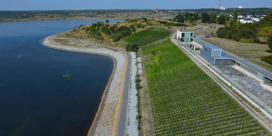 Die Weinberge vom Unternehmen Weinbau Wobar an den IBA-Terrassen am Grossräschener See. Auf dem Weinberg an den IBA-Terrassen wachsen seit 2012 Rebstöcke in drei verschiedenen Sorten.