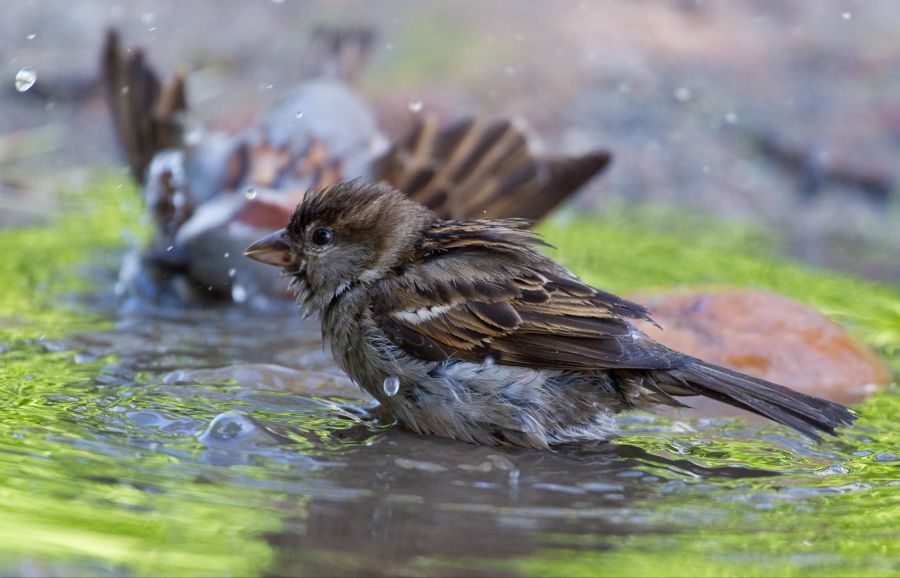 Spatzen Wasser baden Vogeltränke