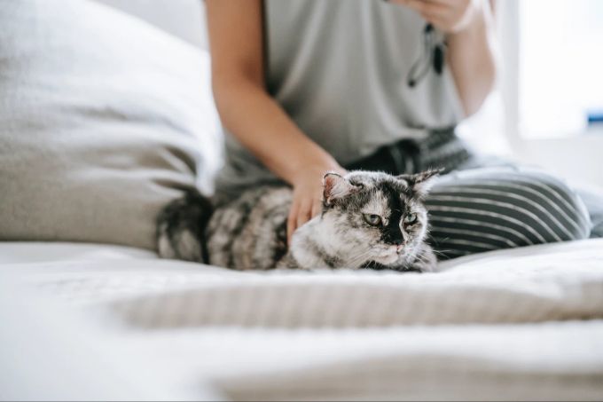 Katze wehren sich mit einem Biss, zum Beispiel, wenn sie nicht gestreichelt werden möchten. Katze