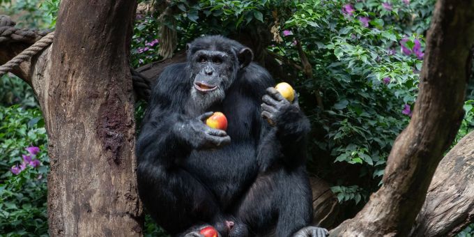 Ein Schimpanse sitzt in seinem Gehege eines Zoo und geniesst frische Äpfel. (Symbolbild) affen