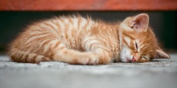 Rote Katze