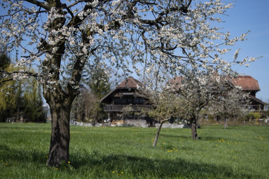 Am Samstag könnten 20 Grad erreicht werden – jedoch dürfte es dann wieder kälter werden.