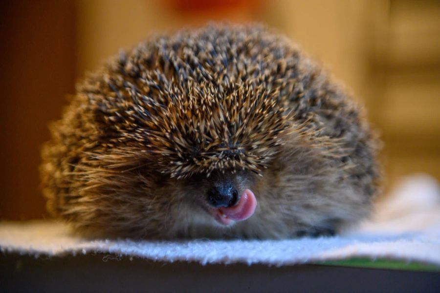 Der in Zollikon ZH eingefangene Igel war rund fünf Stunden im Briefkasten eingesperrt. (Archivbild)