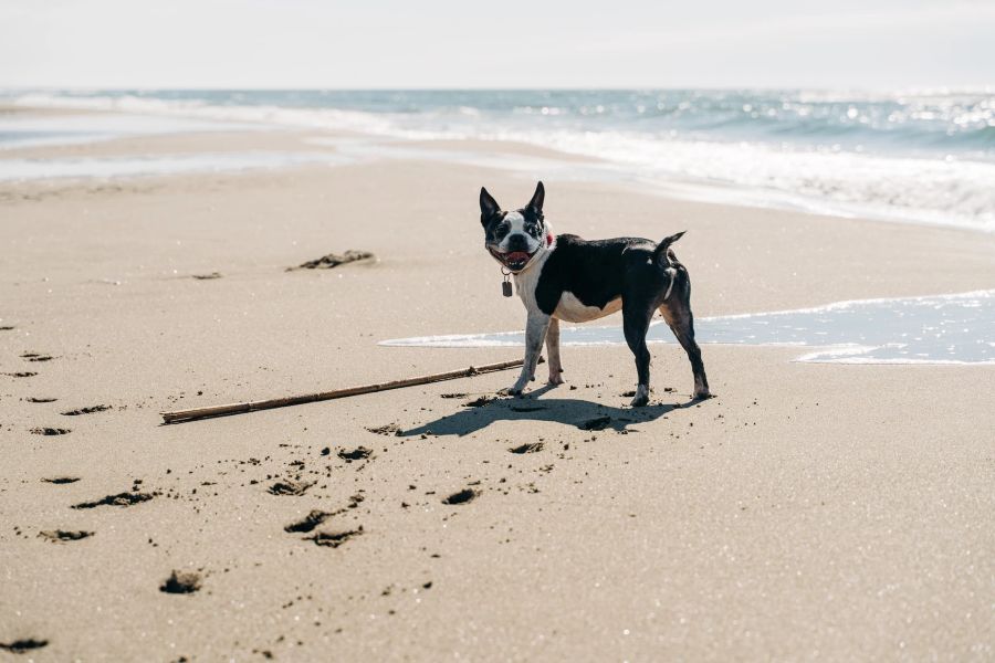 Hund Strand