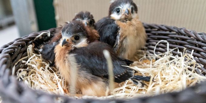 Jungvögel müssen das Fliegen und die Futtersuche erst erlernen. Dabei wirken sie hilflos, sind es aber nicht. Jungvögel müssen das Fliegen und die Futtersuche erst erlernen. Dabei wirken sie hilflos, sind es aber nicht.