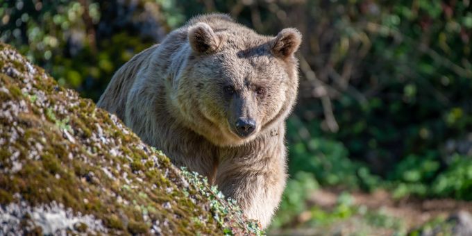 Maya war mit 23 Jahren schon eine ältere Bärin. Bär