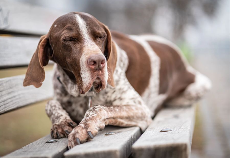 Hund alt Bank Holz