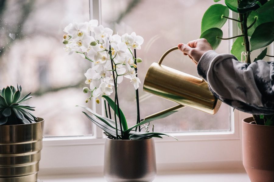 Orchidee weiss Zimmer Giesskanne Fenster