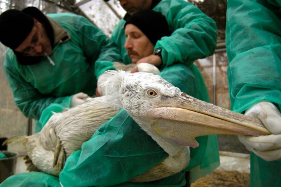 Pelikan Tierpark Bern