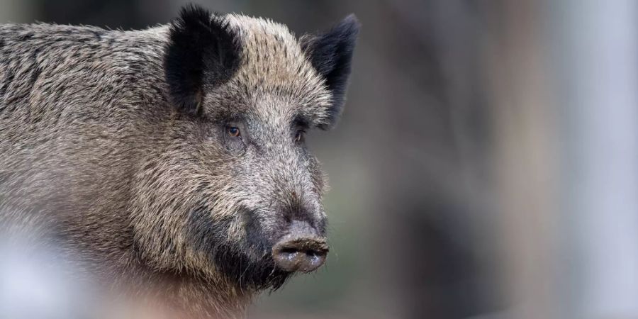 Wildschwein Schweinepest