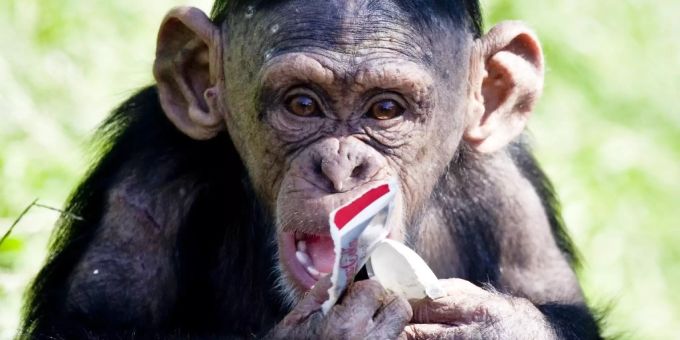 Der Schimpansenjunge Malik geniesst sein Eis im Walter Zoo in Gossau.