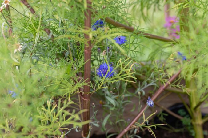 Blumen