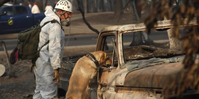 Ein Helfer sucht mit einem Hund nach Überlebenden eines Brandes. Kalifornien Brand Hund Spenden