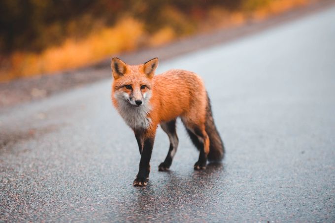 Füchse gehören seit den 1990er-Jahren zum Stadtbild in der Schweiz. Fuchs
