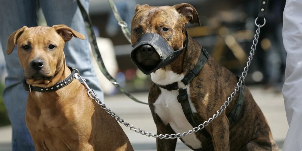 Hunde Beissen Sich Gegenseitig In Den Hals Importierte Hunde beissen immer häufiger zu