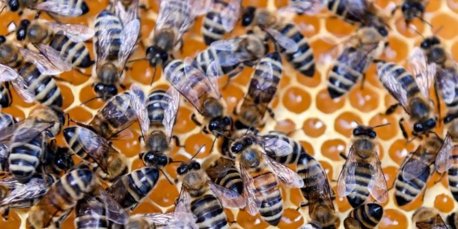 Bienen sitzen auf einer Wabe. Foto: Jens Kalaene/dpa-Zentralbild/dpa/Archiv