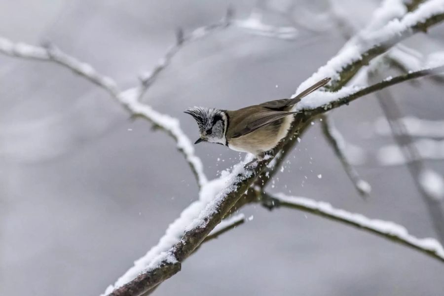 Vogel auf schneebedecktem Ast