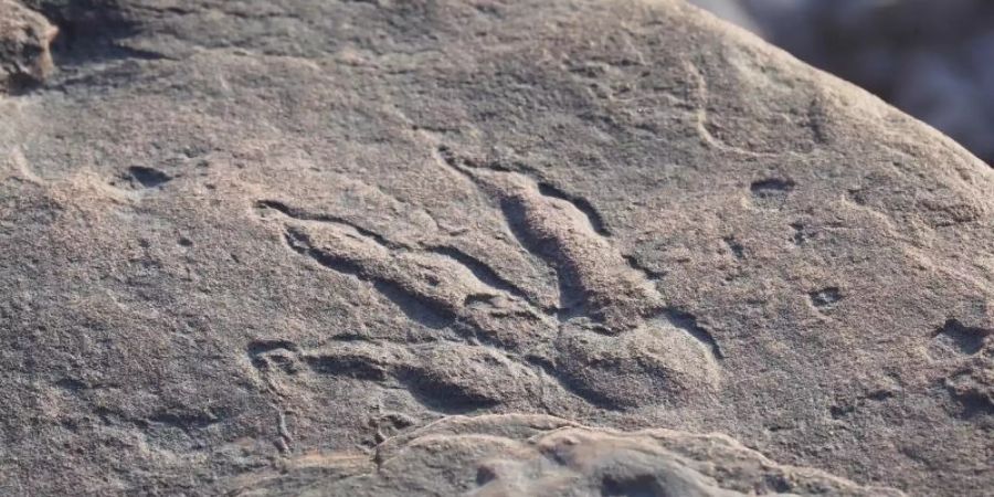 Dieses von Amgueddfa Caerdydd auf Twitter veröffentlichte Foto zeigt den Abdruck des Dinosauriers. Foto: Amgueddfa Caerdydd/PA Media/dpa