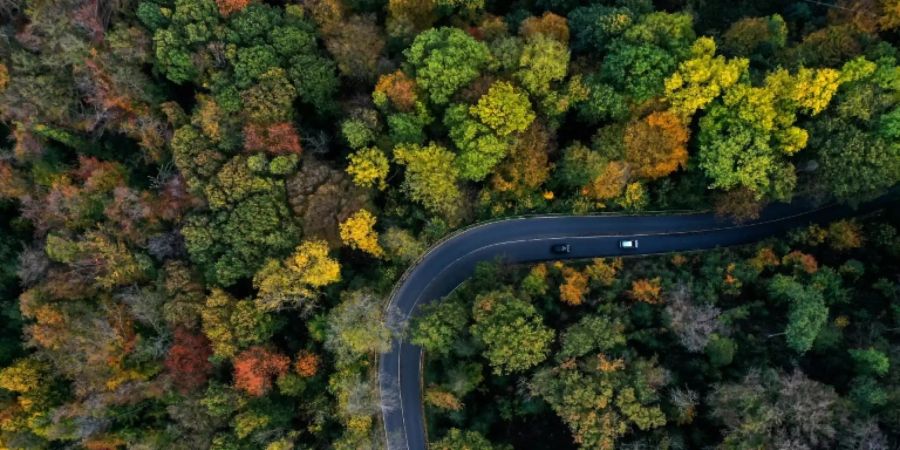 Wald mit herbstlicher Laubfärbung