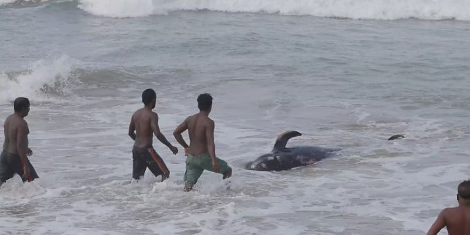 Vier Männer versuchen, einen gestrandeten Wal zurück ins tiefe Wasser des Indischen Ozeans zurückzudrängen. Sri Lanka