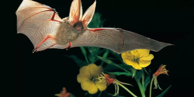 Das Braune Langohr, eine der rund 30 einheimischen Fledermausarten und «Tier des Jahres 2012». Braunes Langohr Fledermaus