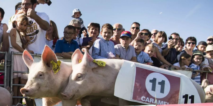 Schweinchen-Rennen an einer Freiburger-Kilbi. Neben solchen Attraktionen ist an der Kilbi viel Freiburger Tradition zu erleben.