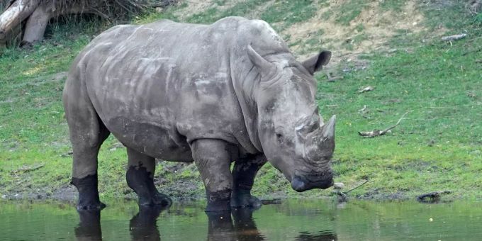 Breitmaulnashorn Doris steht im Serengeti-Park Hodenhagen. nashorn