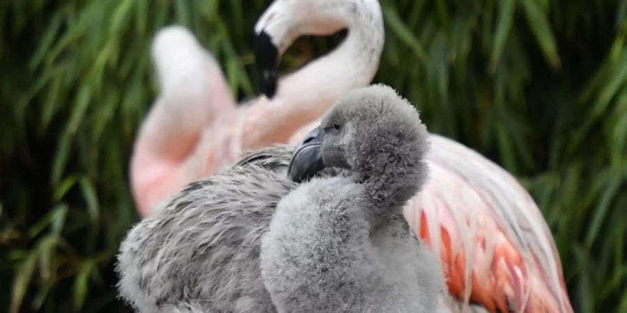 Noch grau, aber schon ganz wie die rosa Eltern: Die Chile-Flamingos im Zürcher Zoo haben seit Jahren wieder Nachwuchs.