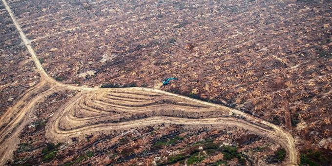 Die Nachfrage nach Palmöl in reichen Länder trägt direkt zu der Abholzung des Regenwaldes bei, sagen die Vereinten Nationen. Abholzung im Regenwald
