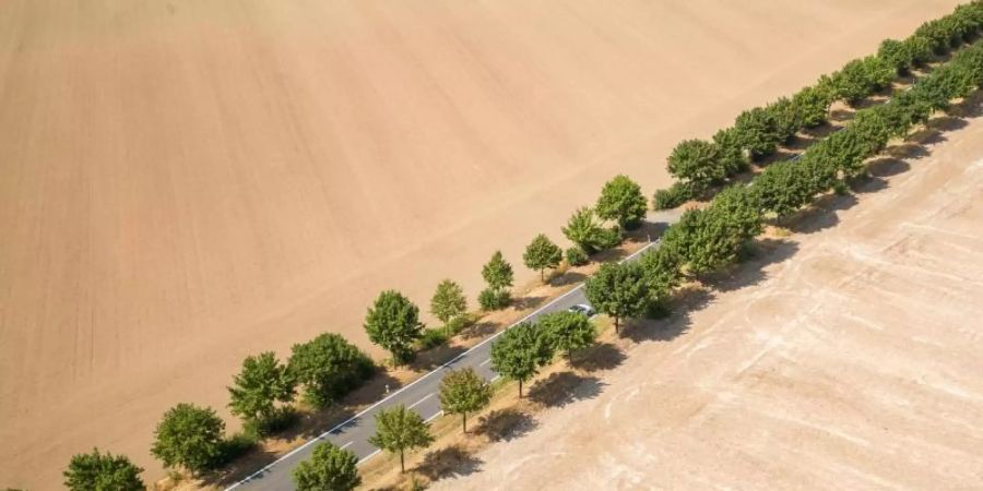 Alleebäume bilden den einzigen grünen Farbtupfer zwischen trockenen, abgeernteten Feldern in Sachsen. Foto: Jan Woitas