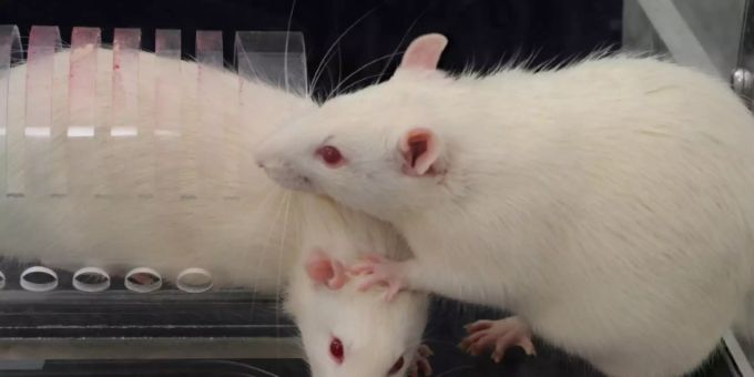 Laborratten sind anfällig für mehrere Varianten des Coronavirus. coronavirus