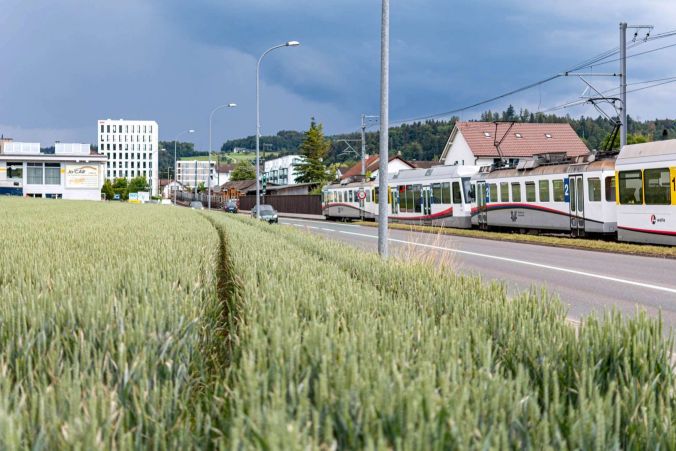 Ein Weizenfeld neben der Oberkulmer Strasse.