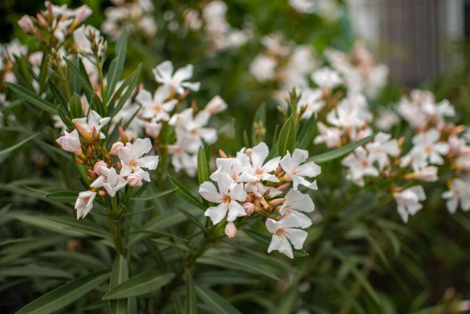 Ein weisser Oleander Strauch in einem Dintikonner Garten.