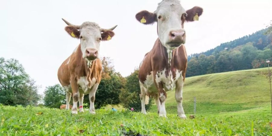 Das Haus der Natur in Montorge oberhalb von Sitten im Kanton Wallis eröffnet die Ausstellung «Crotte alors!» - «So ein Mist!». Foto: picture alliance / Marc Müller/dpa