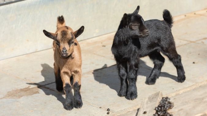 Junge Ziegen im Wildpark Mühlitäli bei Starrkirch-Wil/Olten.