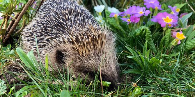 Igel