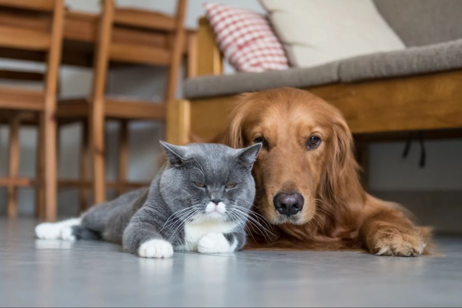 Katze und Hund