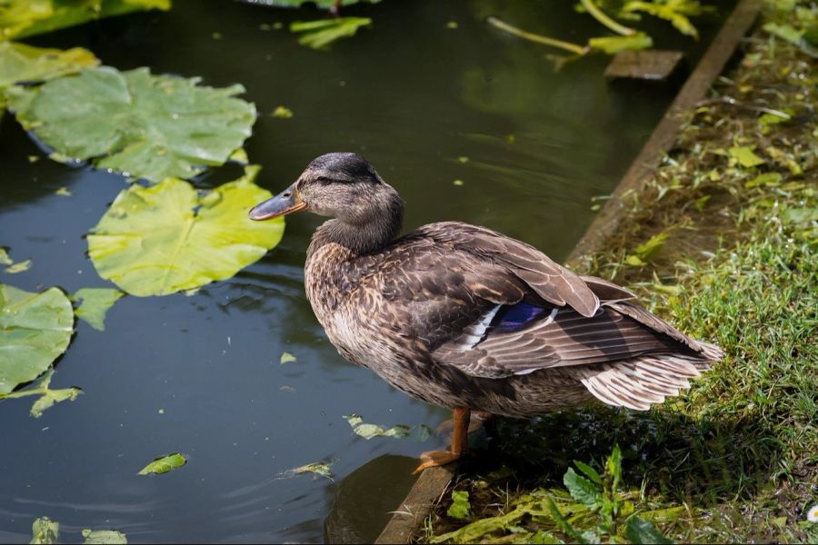 In den letzten Jahren verbreitete sich das Wissen, dass das Brot für die Enten schädlich sei.