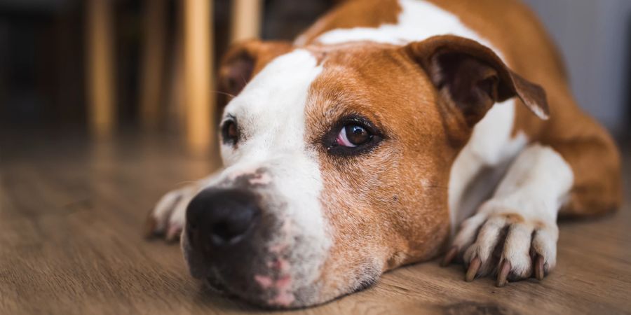 Hund auf dem Boden liegend