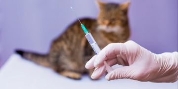 Katze, Impfung, Impfspritze
