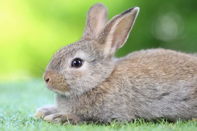 Kaninchen