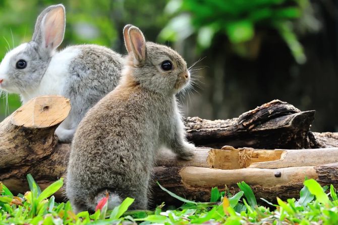 Kaninchen