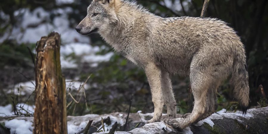 Seit der Einführung der revidierten Jagd- und Schutzverordnung per Dezember 2023 sind in der Schweiz 32 Wölfe geschossen worden. Das sagte Umweltminister Albert Rösti in einem am Donnerstag veröffentlichten Tamedia-Interview. (Archivbild)