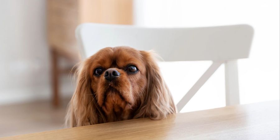 Hund auf einem Stuhl am Holztisch