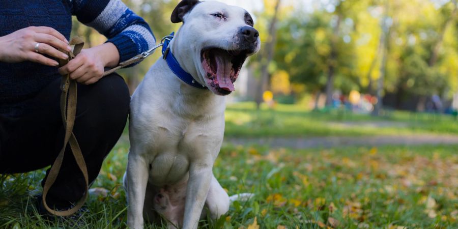 Pitbull an der Leine im Freien