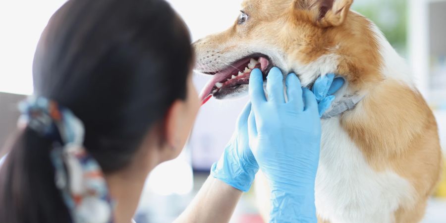 Hund beim Tierarzt, Zahnuntersuchung