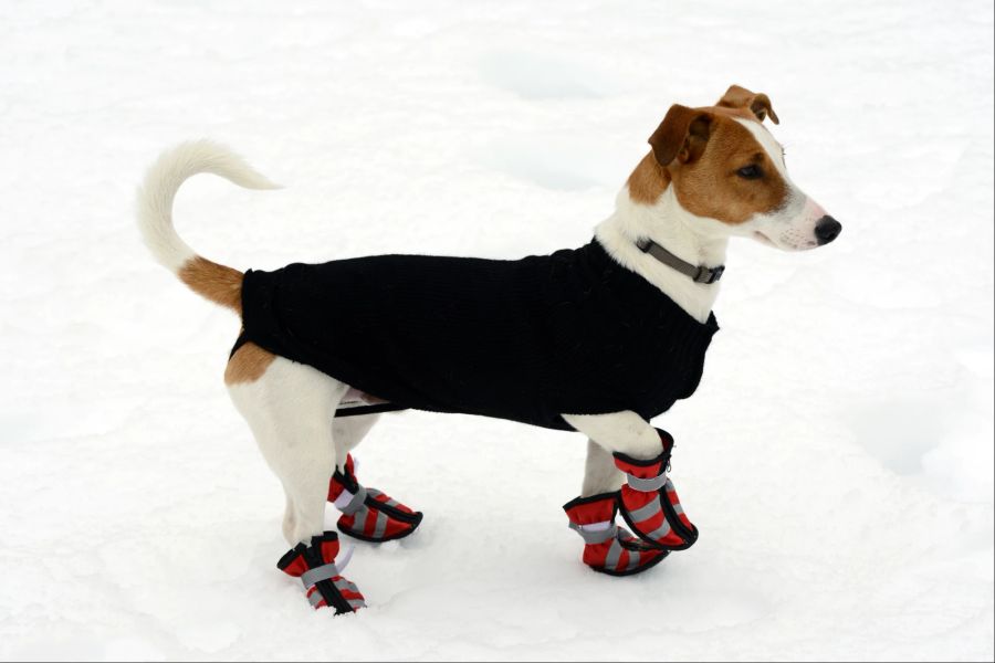 Hundepfoten, Hundeschuhe, Winter, Kälte