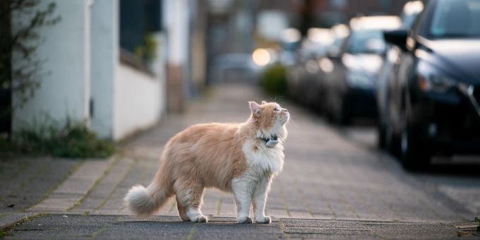 Ein GPS-Tracker hilft, eine Freigänger-Katze schnell wiederzufinden. Katze mit GPS-Tracker beim Freigang