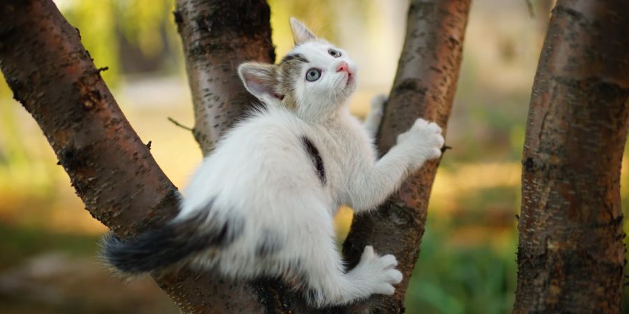 Manchmal gelingt es, Katzen mit Leckerlis vom Baum zu locken.